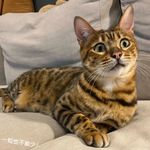 莎莎不是酱