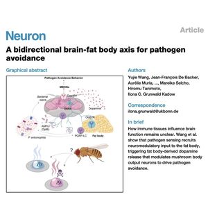 914-Bidirectional Brain-Fat Body Axis for Pathogen Avoidance
