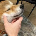 蜜糖瓶