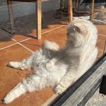 小犟刘