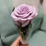 一朵飞莲