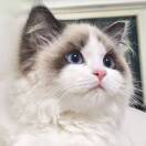 从圆心画半径的girl