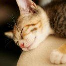 珍妮猫