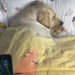 我超爱小狗