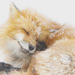 紫薯狐狸