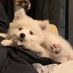 woyoumingz