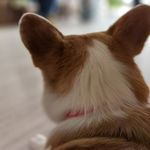 航航出状元XD