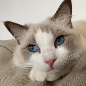 “算命也是非遗手艺”