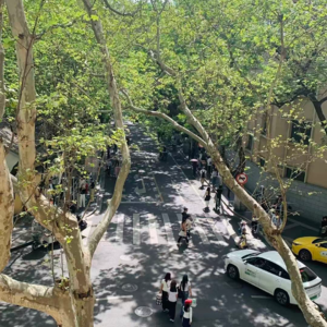 南京春天｜念念不忘的红糖汤圆和新裤子现场