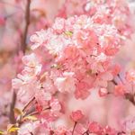 蘅爱听