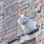 不知所踪的猫咪