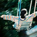 爱自由的拉布拉多