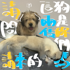 国庆专题（下）这两只狗是你们请来的吗