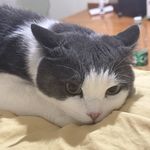 叭叭拉叭叭