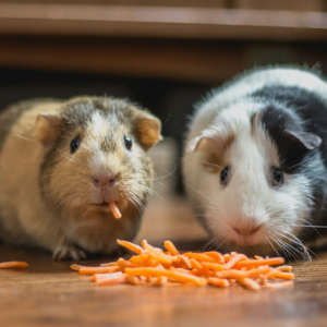 珍话|不想养娃，要不要养个宠物？养宠物真比养娃省心吗？