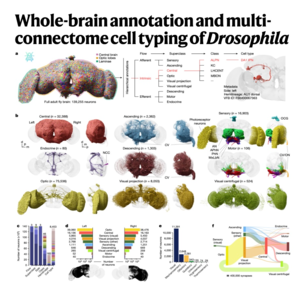 596-首个果蝇全脑连接组注释与细胞分型