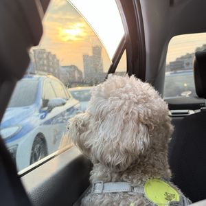 podcaster-avatar