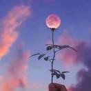 吃辣很菜的蜀民