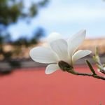景Ezarin