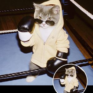 大家好我是老喵