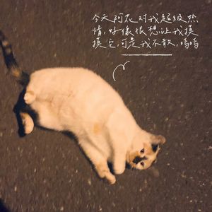 猫猫的睡前故事