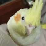 净风风