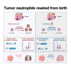 110-Tumor neutrophils rewired from birth