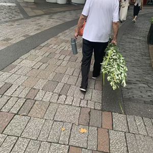 人类脸油油,植物绿油油