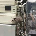 负鼠