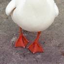 全中国最困的鹅