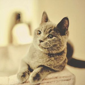 podcaster-avatar
