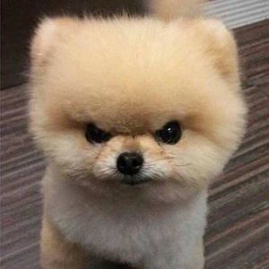 遛狗被拽成狗?循证拆解爆冲的真相