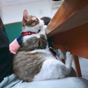 扔靴子：从纳指暴跌到不确定性