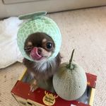 那你吃两碗抄手