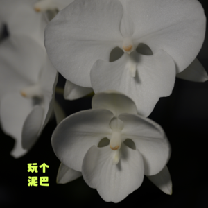Vol. 77 一个春天模拟测试