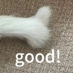 九爷要好好睡觉