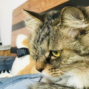 podcaster-avatar