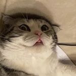 Baerli