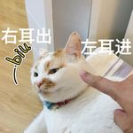 橘色奎罗猫