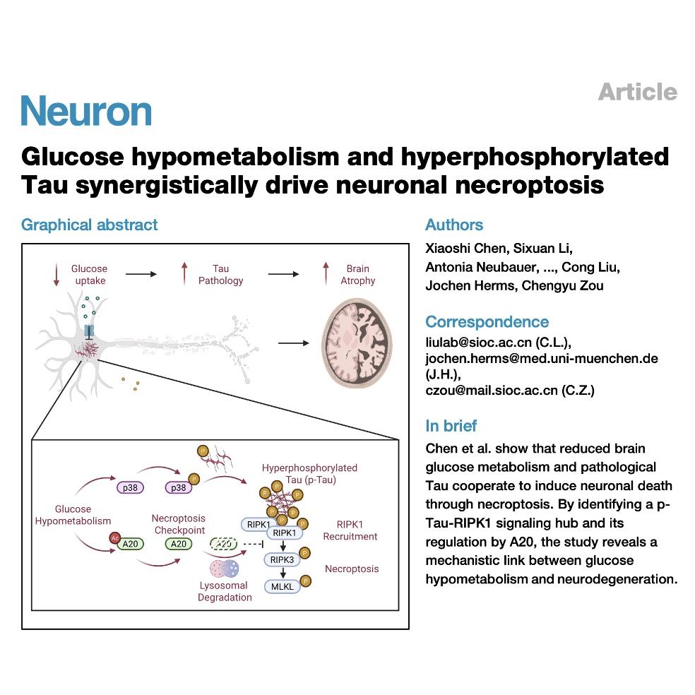 997-Glucose Hypometabolism and p-Tau Drive Necroptosis episode artwork