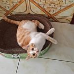 一把把把把住