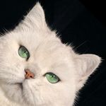 莉莉丝12138