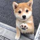 喉舌