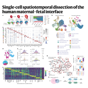 872-Spatiotemporal Atlas of Human Maternal-Fetal Interface