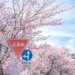 就是屁股歪歪的