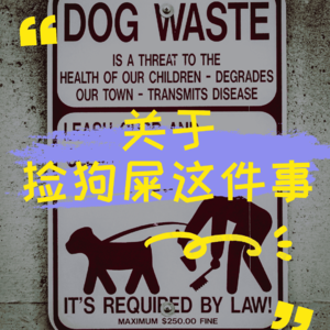 关于捡狗屎这件事