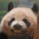 呱呱呱_