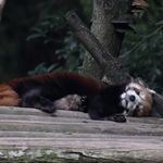 莴笋笋