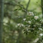 写给你的五首诗