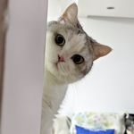 克里斯多阿潘
